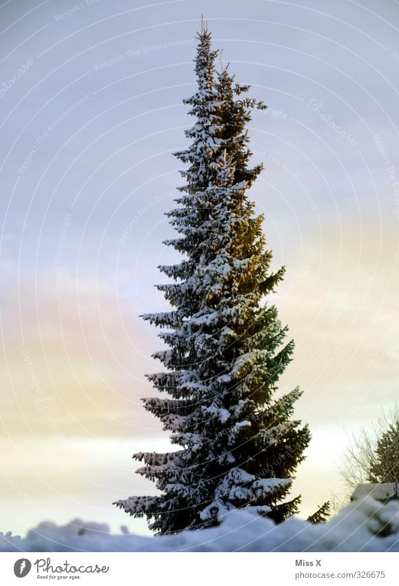 winter's day Winter Ice Frost Tree Cold Fir tree Winter mood Winter forest Winter's day Colour photo Exterior shot Deserted Copy Space left Copy Space right