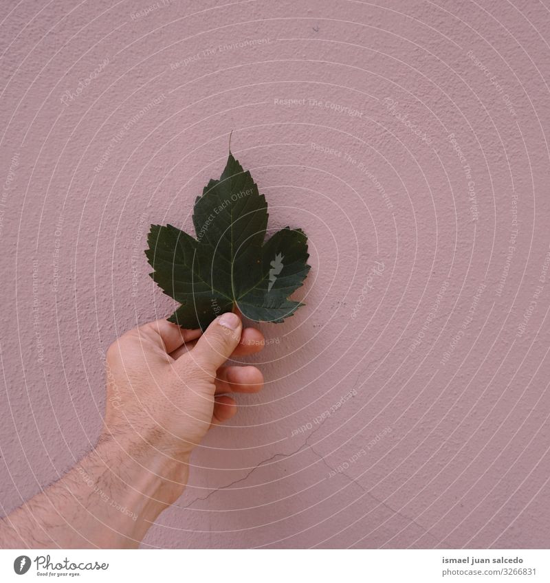 hand with a green leaf on the pink wall Hand Leaf Green Wall (building) Pink Fingers body part Hold Emotions Touch Nature Fresh Sunlight Bright Exterior shot