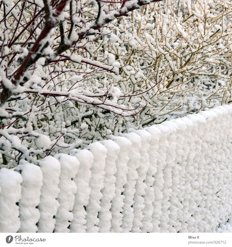 winter's day Winter Snow Winter vacation Ice Frost Snowfall Bushes Garden Cold Fence Snow layer Winter mood Branch Twig Colour photo Subdued colour