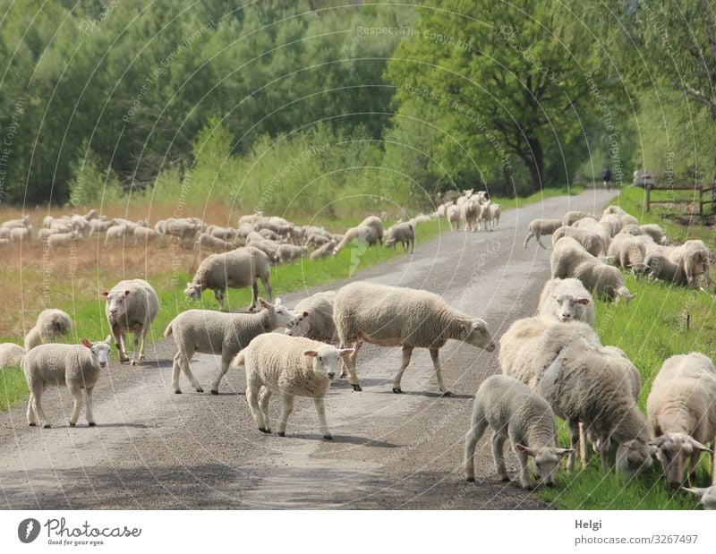 Flock of sheep on the way on a village road in the moor Environment Nature Landscape Plant Animal Spring Beautiful weather Grass Bushes Bog Marsh Farm animal