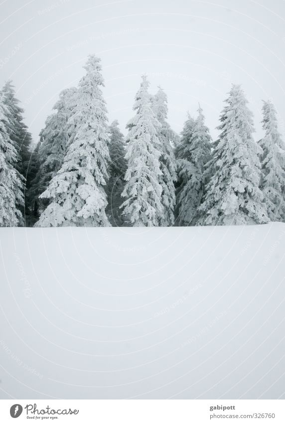 black and white grey with text space below Nature Landscape Winter Weather Bad weather Fog Snow Snowfall Plant Fir tree Forest Cold Gray White Winter forest