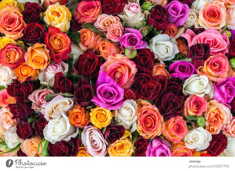 With best wishes Feasts & Celebrations Valentine's Day Mother's Day Wedding Birthday Rose Blossoming Many Yellow Orange Pink Red White Emotions Spring fever