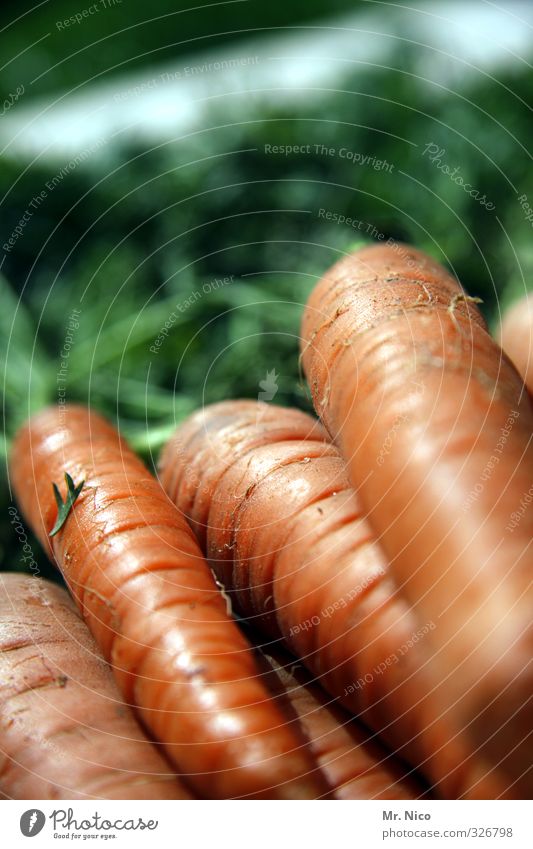 happy birthday fottokäääs Food Vegetable Nutrition Organic produce Diet Carrot Healthy Vegetarian diet Fresh Delicious Orange Ingredients Harvest Crunchy