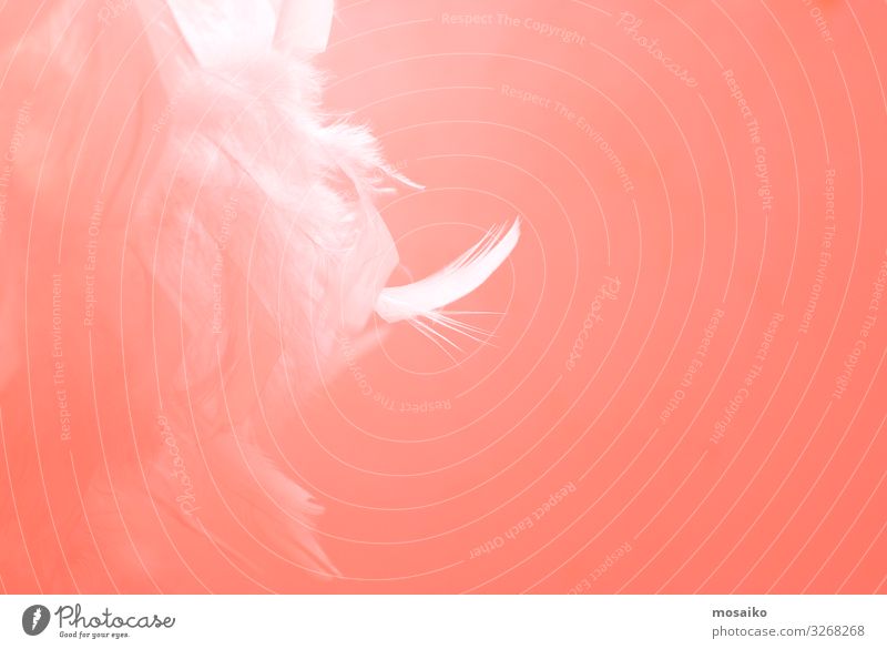 feathers on pink background Lifestyle Luxury Elegant Style Design Exotic Beautiful Skin Cosmetics Make-up Healthy Wellness Harmonious Well-being Contentment