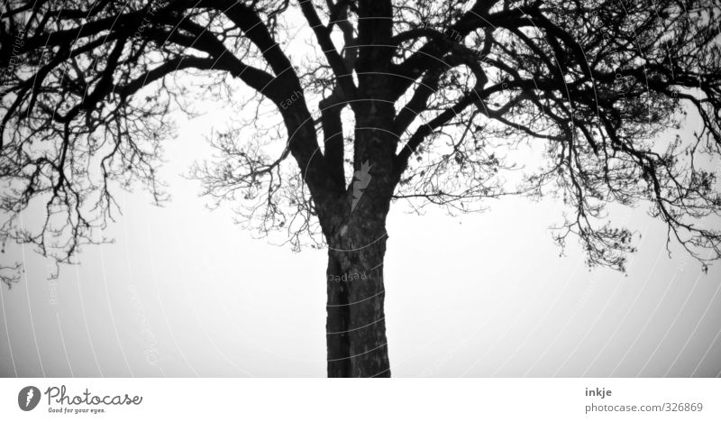 Spooky tree Autumn Winter Bad weather Fog Tree Oak tree Growth Dark Creepy Cold Loneliness Uniqueness Mysterious Change Black & white photo Exterior shot