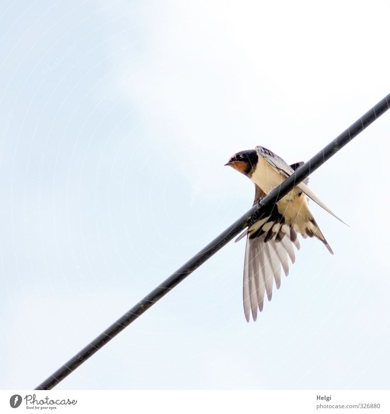 a swallow... Sky Clouds Spring Beautiful weather Animal Wild animal Bird Swallow 1 Observe Looking Wait Esthetic Authentic Simple Small Natural Blue Gray Black