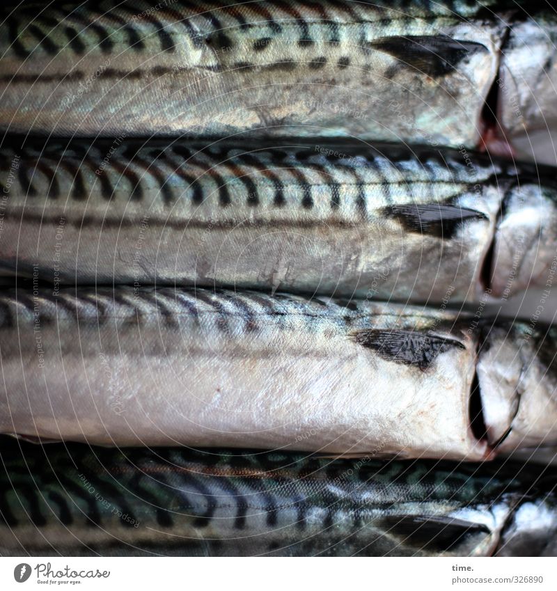 Esswahn | Friday Ritual Food Fish Nutrition Dead animal Scales Mackerel 4 Animal Glittering Desire Death Appetite Pain Disappointment Debauchery Roast