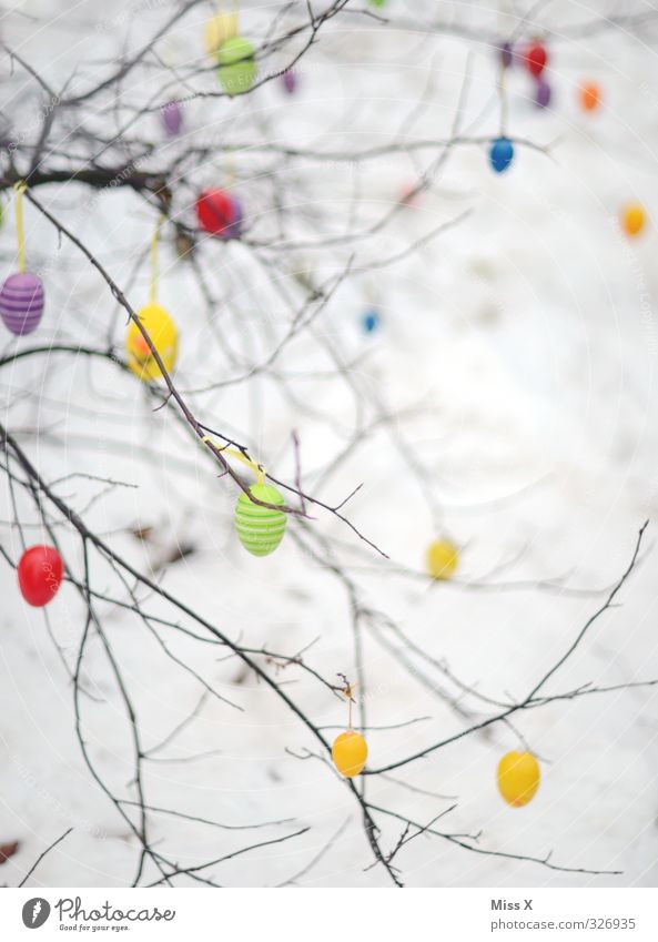 spring Feasts & Celebrations Easter Spring Snow Multicoloured Easter egg Decoration Loneliness Hang plastic eggs Branch Twig Bushes Colour photo Exterior shot