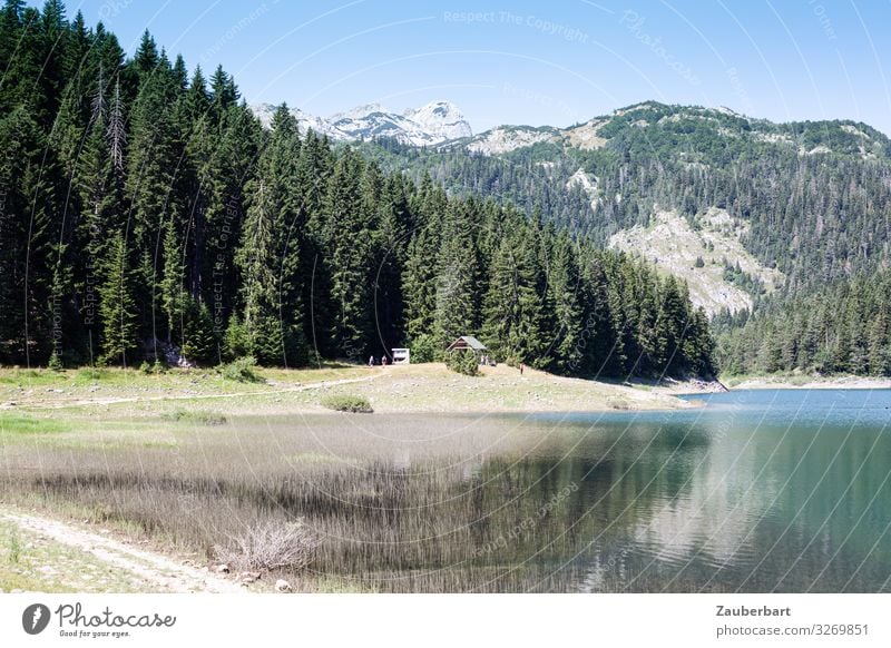 The Black Lake in Durmitor National Park, Montenegro Trip Far-off places Summer Mountain Nature Landscape Tree Forest durmitor Crno Jezero Relaxation Looking