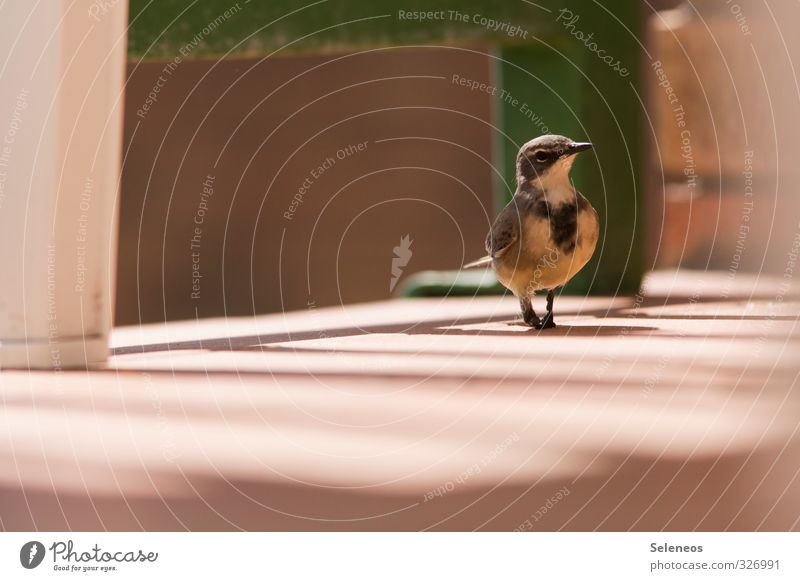 scrounger Environment Balcony Animal Wild animal Bird Animal face 1 Brash Small Ground Swagger Colour photo Exterior shot Deserted Copy Space left Day Light