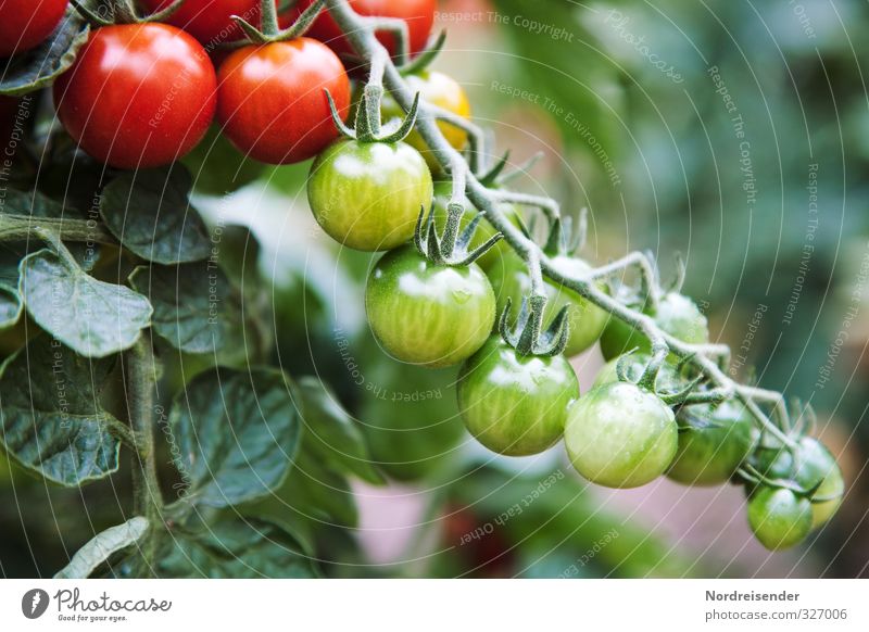 tomato season Food Vegetable Nutrition Organic produce Vegetarian diet Diet Italian Food Garden Nature Plant Summer Agricultural crop Growth Fresh Healthy Green
