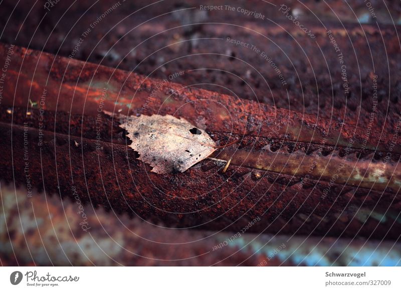 Saw blade / fretsaw Industry Craft (trade) Tool Animal Leaf Metal Rust Old Faded To dry up Sharp-edged Trashy Gloomy Brown Fatigue Reluctance Pain Loneliness