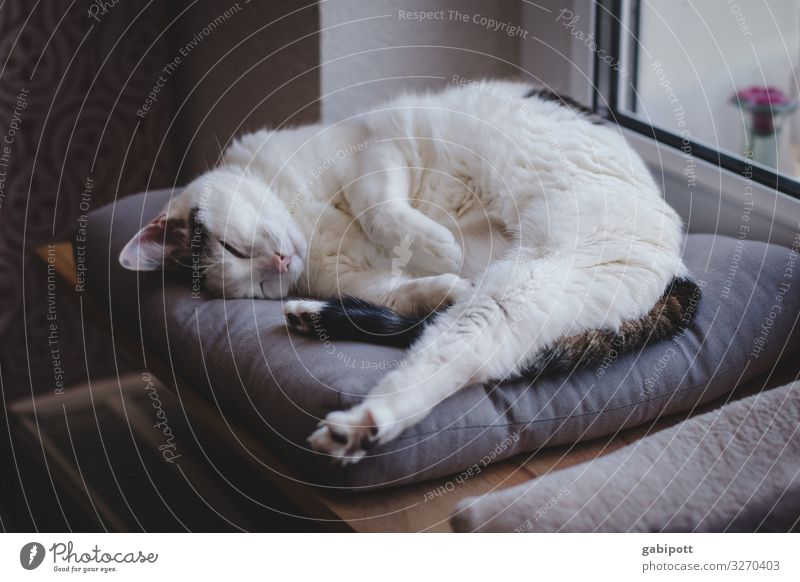 1200 - first rest Animal Pet Cat Relaxation Lie Sleep Dream Old Natural Cute Original Soft Serene Break Innocent Transience Living or residing Colour photo
