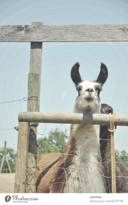 one more time a llama... Llama Animal Pet Farm animal Camel Spit Looking Even-toed ungulate animal assisted therapy Courtyard Pasture Enclosure Fence Fence post