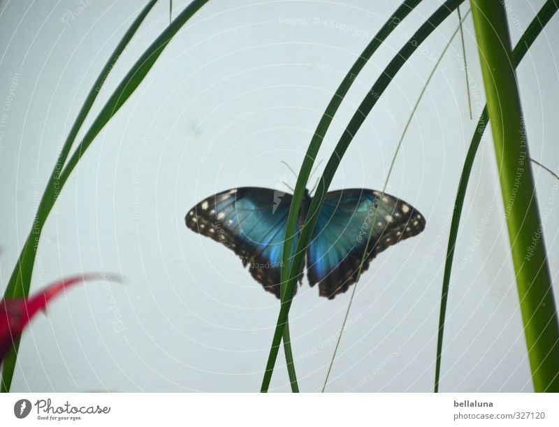 Blue butterfly Leaf Foliage plant Exotic Animal Wild animal Butterfly Wing 1 Sit Green Red Black White Hiding place Hide Colour photo Subdued colour