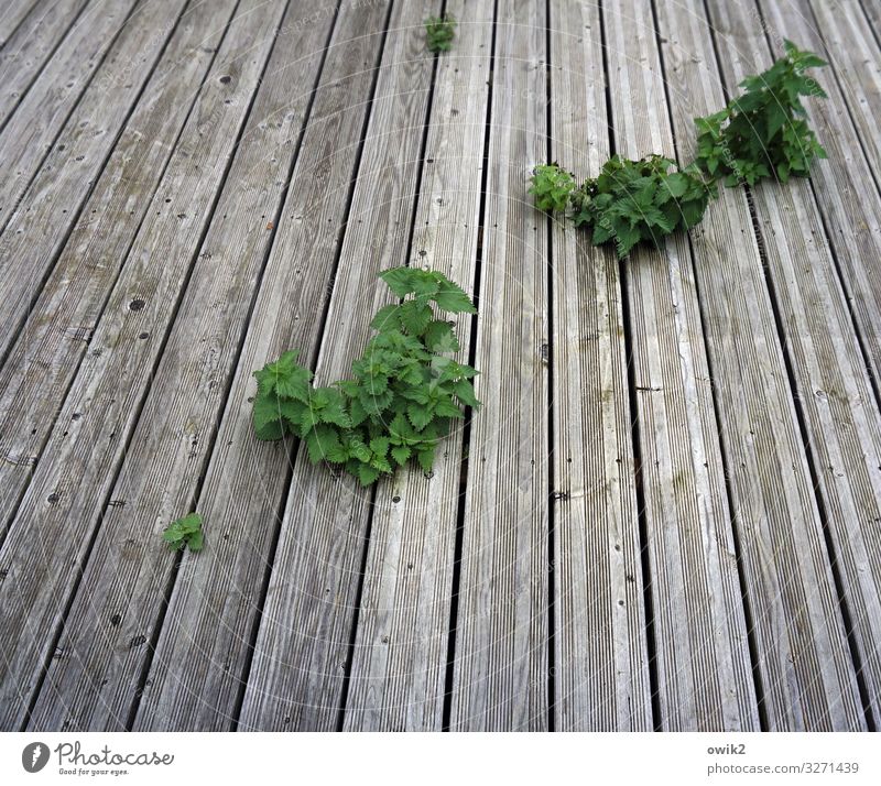 Find the Gap Plant Wild plant Stinging nettle Wooden board Floor covering Growth Authentic Together Gray Green Joie de vivre (Vitality) Curiosity Unavoidable