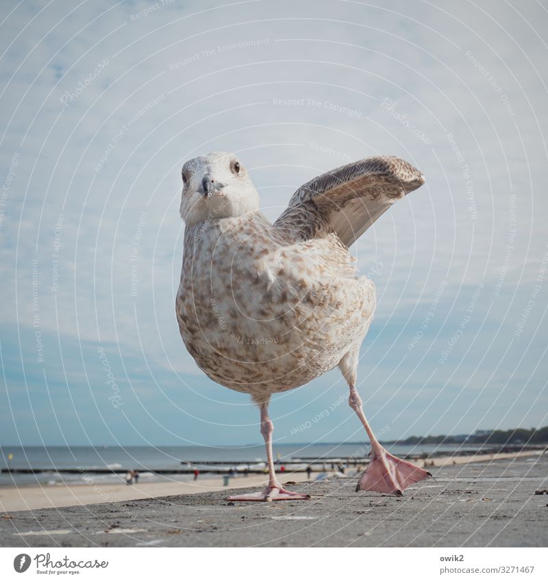dancing queen Joy Happy Leisure and hobbies Environment Nature Landscape Sky Clouds Horizon Beautiful weather Coast Beach Baltic Sea Seagull 1 Animal Movement