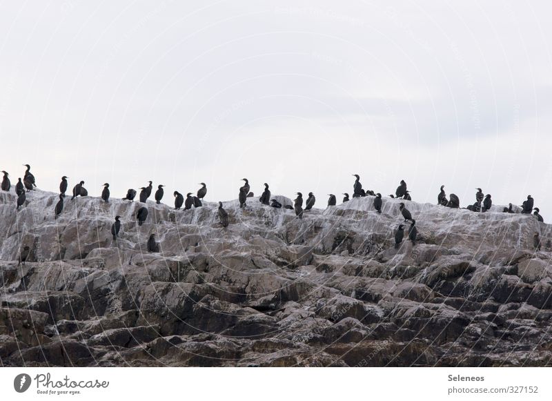 plenary Vacation & Travel Tourism Trip Environment Nature Rock Coast Ocean Animal Wild animal Bird Group of animals Flock Together Cormorant Colour photo