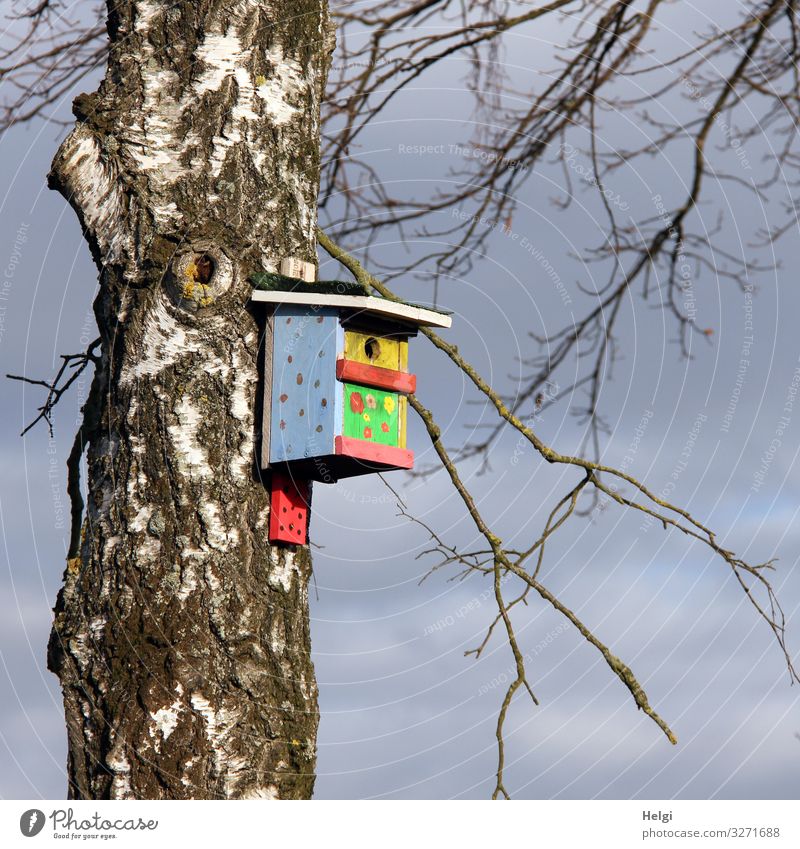 colorful painted birdhouse hanging from a birch trunk Environment Nature Plant Sky Spring Beautiful weather Tree Birch tree Tree trunk Twig Nesting box Wood