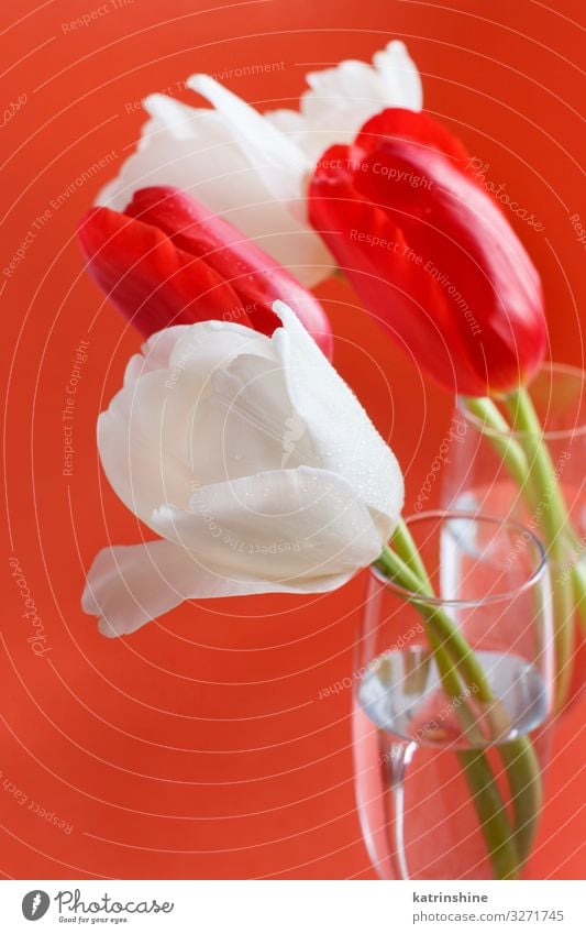 Red and white Tulips on a red background Beautiful Mother's Day Easter Birthday Adults Spring Flower Blossom Bouquet Love Bright Hip & trendy White coral red