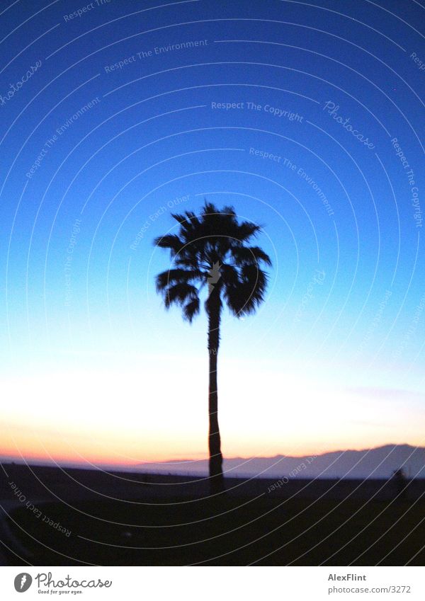 palm Palm tree Dark Reaction Blue Sky