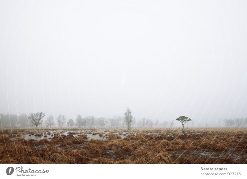 fog time Calm Meditation Trip Hiking Nature Landscape Plant Autumn Winter Climate Weather Bad weather Fog Tree Forest Bog Marsh Sadness Dark Loneliness Survive