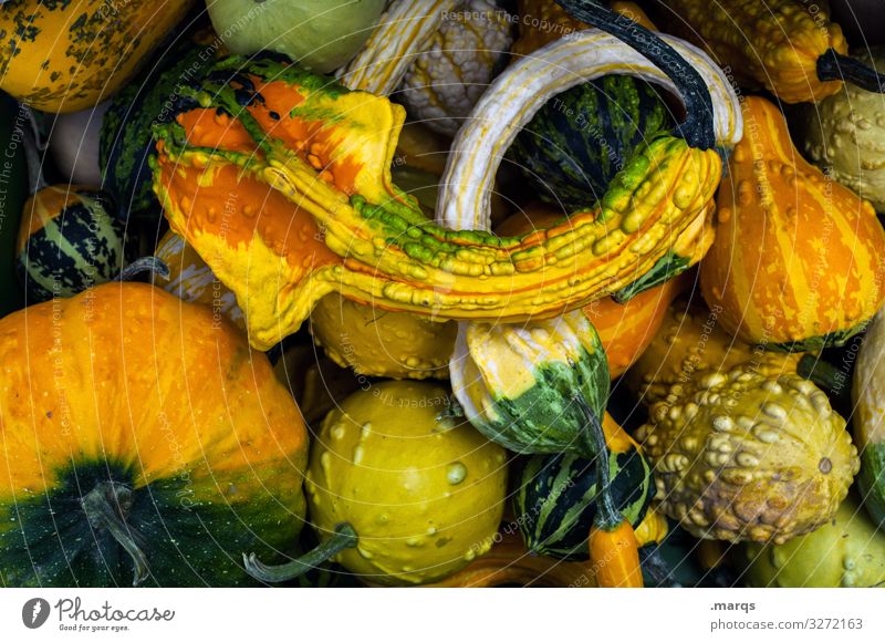 Pumpkin (45%) Food Vegetable Nutrition Farmer's market Organic produce Fresh Healthy Many Colour photo Exterior shot Close-up Deserted