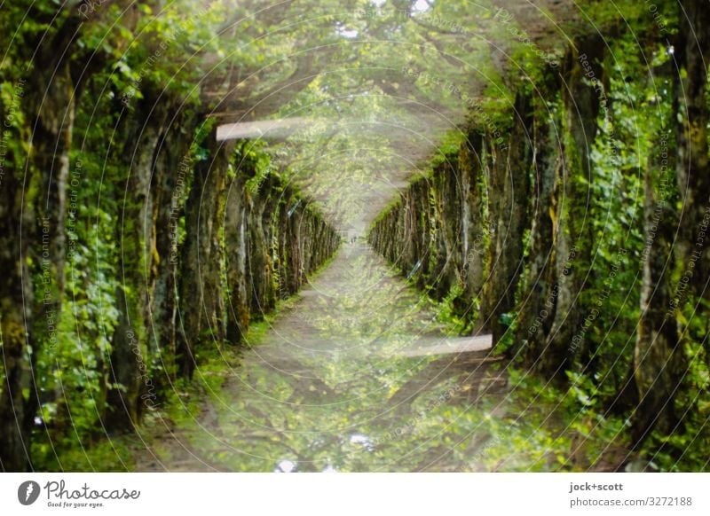 Double avenue from rows of green trees Horticulture Landscaping Park Avenue Lanes & trails Exceptional Green Complex Center point Perspective Symmetry