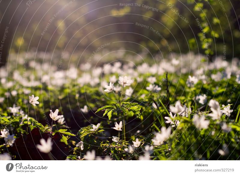 anemone meadow Environment Nature Plant Sunrise Sunset Sunlight Spring Beautiful weather Flower Wood anemone Park Forest Blossoming Illuminate Fresh Natural