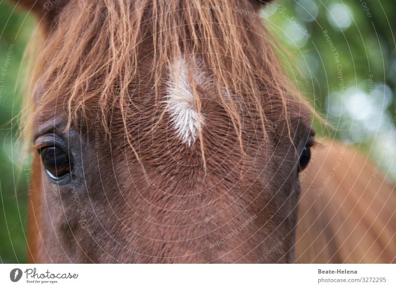 World of animals 8 Horse horse mane pale Looking eyes Bangs Animal portrait Brown Animal face