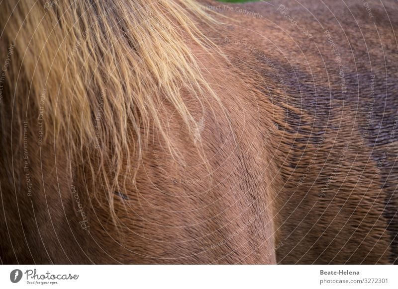 Forward always 4: brilliant Forwards Horse tail brown-haired portrait Deserted Animal Brown Mane Glittering