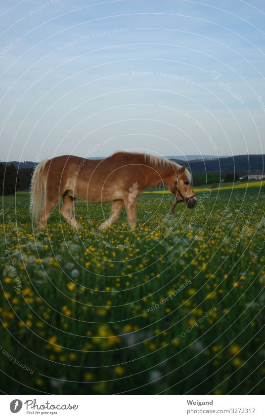 horse Sports Ride Environment Landscape Horse 1 Animal Fitness Sustainability Agriculture Colour photo Exterior shot Copy Space top Copy Space bottom
