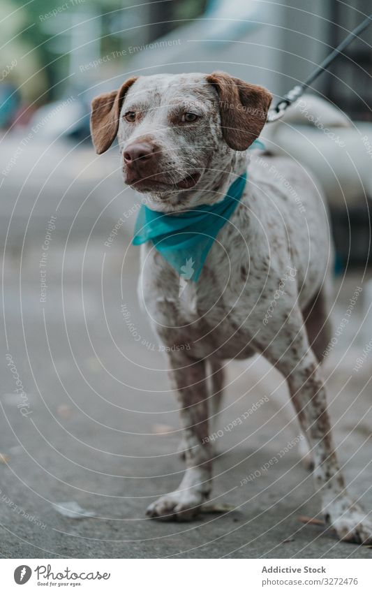 Serious mixed breed dog walking in street pet portrait serious domestic lifestyle animal canine vertebrate obedient mammal calm stroll friendly leash cute