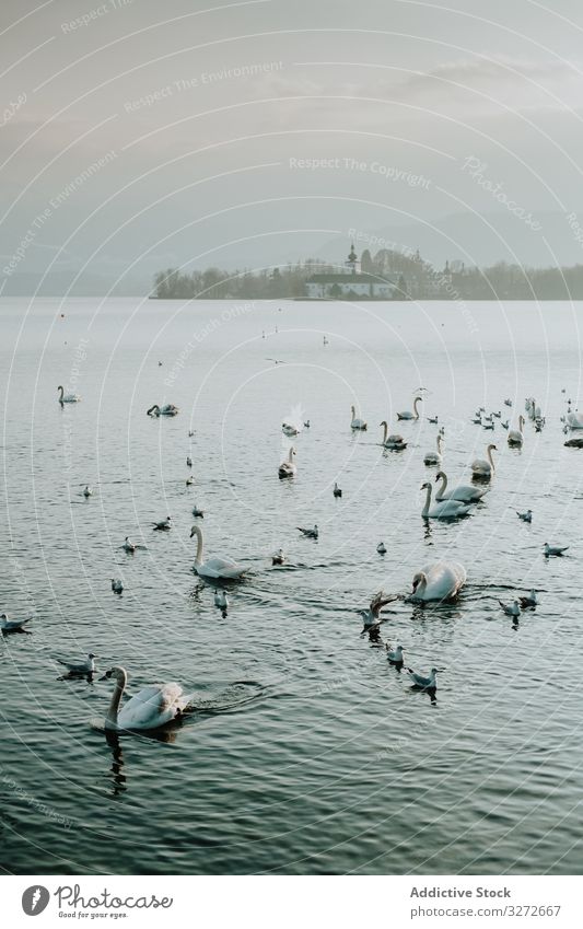 Swans swimming in lake surrounded in misty day swan water reflection white nature blue bird salzburg coast landscape wave idyllic sky scenery seaside travel