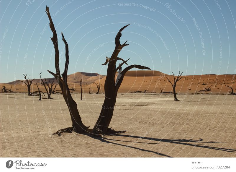 water shortage Far-off places Namibia Namib desert Nature Landscape Earth Sand Cloudless sky Climate change Beautiful weather Warmth Drought Tree Desert Blue