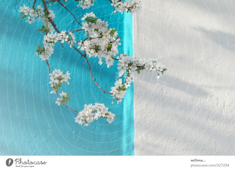 blossoming flower branches in front of turquoise white wall Spring flowering twig Twig Blossom Cherry blossom Apple blossom Plum blossom Wall (barrier)