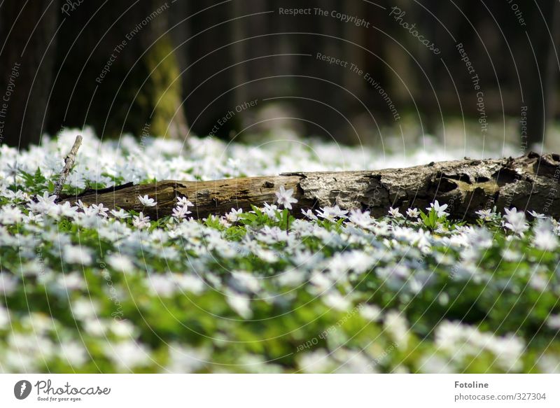 carpet of blossoms Environment Nature Landscape Plant Spring Beautiful weather Tree Flower Blossom Forest Bright Natural Warmth Brown Green White Wood anemone