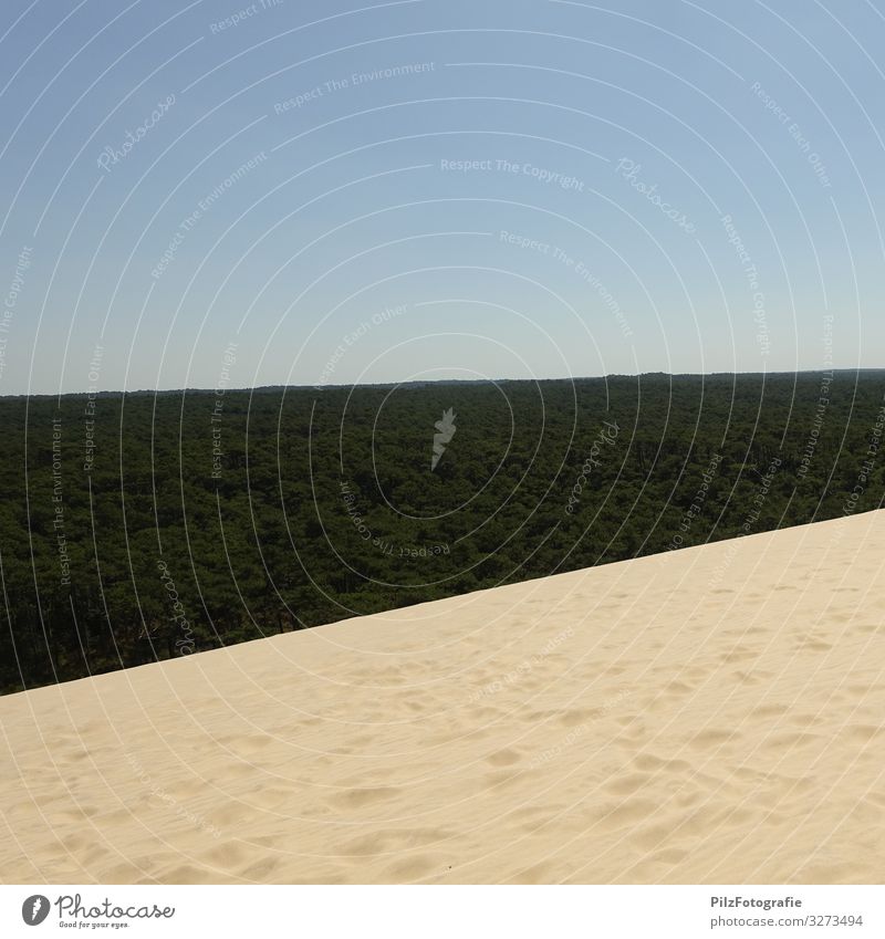 Dune du Pilat Environment Nature Landscape Sand Sky Cloudless sky Tree Forest Beach dune Infinity Blue Brown Green Symmetry Vacation & Travel Footprint