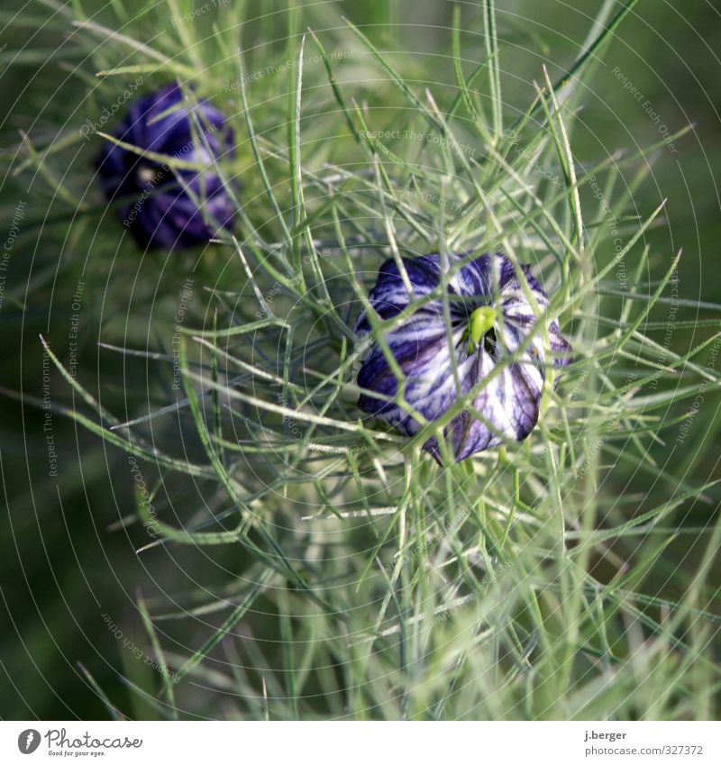 Network Nature Plant Flower Leaf Blossom Foliage plant Wild plant Exotic Forest Green Violet Pink Whimsical Colour photo Subdued colour Exterior shot Close-up