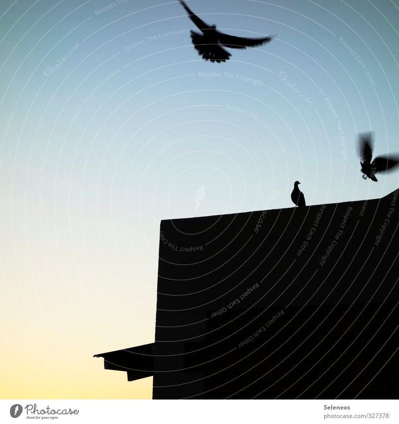 All pigeons fly high Trip Environment Nature Animal Sky Cloudless sky Wild animal Bird Wing 3 Flying Pigeon Movement House (Residential Structure) Roof