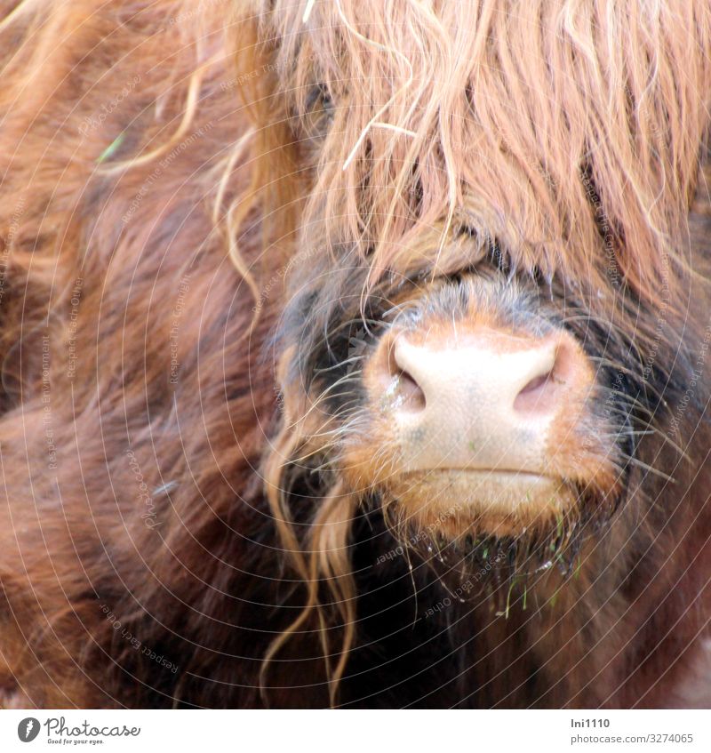 Muzzle and partial view of the head of Scottish Highland Cattle Pet Farm animal Wild animal Cow 1 Animal Brown Gray Pink Black Highland cattle Snout Nostrils