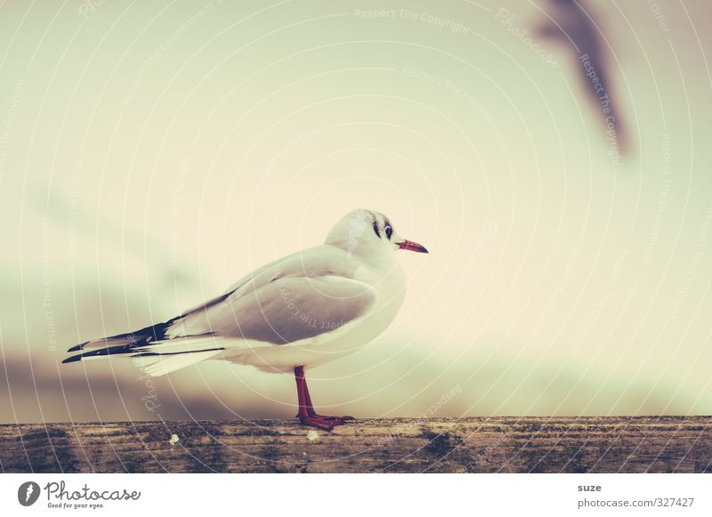 Without you, everything's stupid. Calm Environment Nature Animal Sky Wild animal Bird 1 Wood Stand Wait Bright Small Cute Retro White Longing Wanderlust
