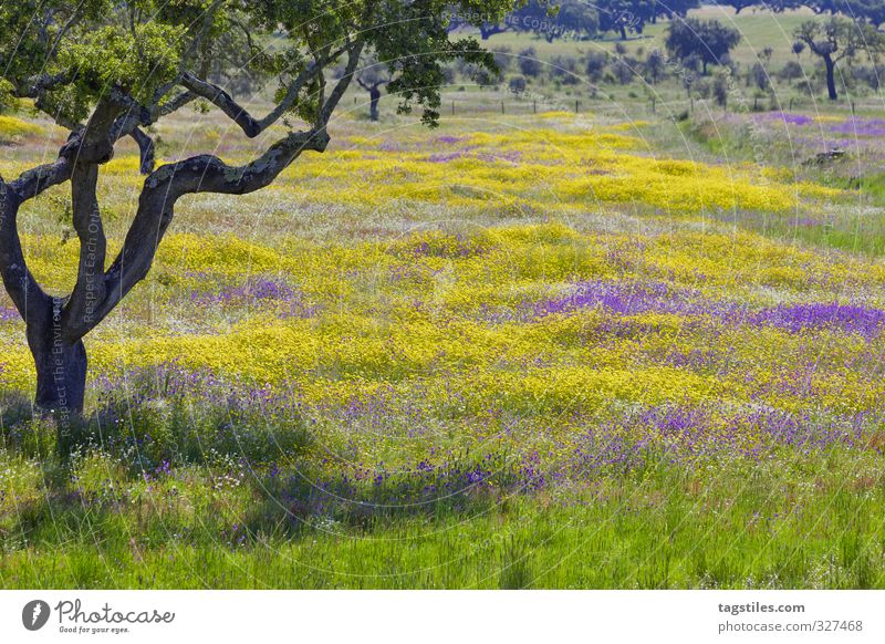 BEAUTIFUL, NO?! JAA, BEAUTIFUL! Portugal Algarve Tree Meadow Flower meadow Field Multicoloured Blossom Landscape Vacation & Travel Travel photography Idyll Card
