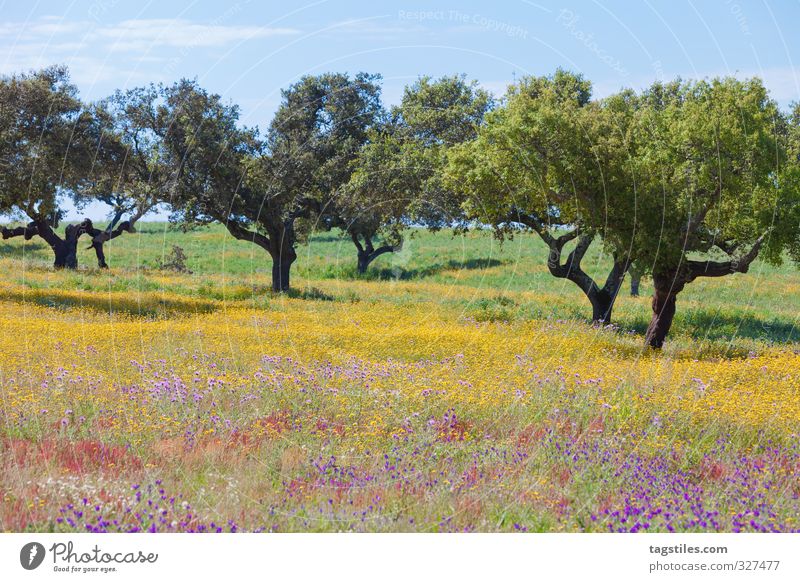 Portugal Algarve Tree Meadow Flower meadow Field Blossoming Multicoloured Landscape Vacation & Travel Travel photography Idyll Card Tourism Paradise Heavenly