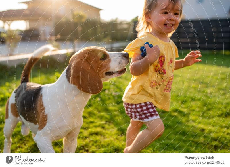 Cute baby girl chased by beagle dog in garden in summer day. 12-18 months Beagle Child Outdoors adorable animal background backyard barefoot beautiful canine
