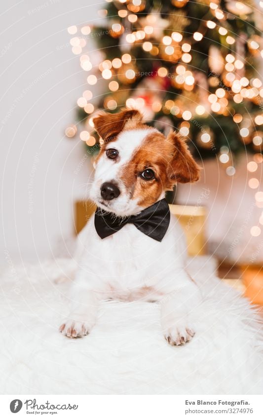 cute jack russell dog at home by the christmas tree, dog wearing a bow tie Bow tie adoption Dog Christmas & Advent indoor Pet Jack Russell terrier Cute Home