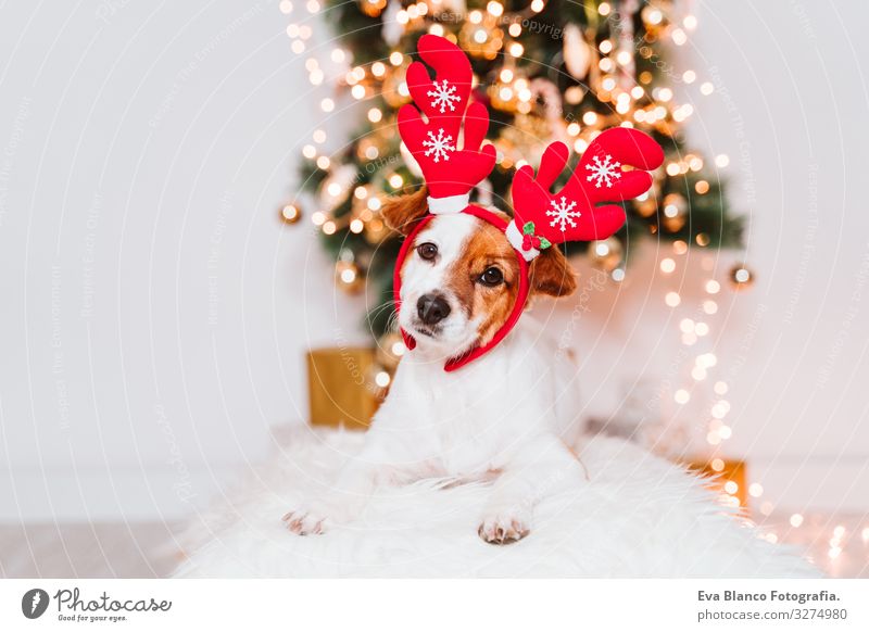 cute jack russell dog at home by the christmas tree, dog wearing a red santa diadem adoption Dog Christmas & Advent indoor Pet Jack Russell terrier Cute Home