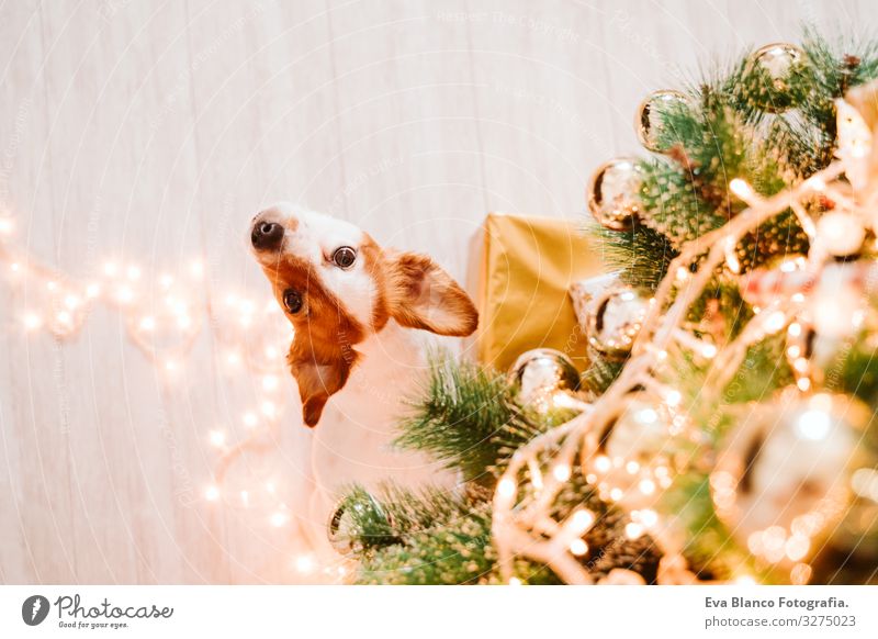 cute jack russell dog at home by the christmas tree adoption Dog Christmas & Advent indoor Pet Jack Russell terrier Cute Home Studio shot Red Santa Claus Gift