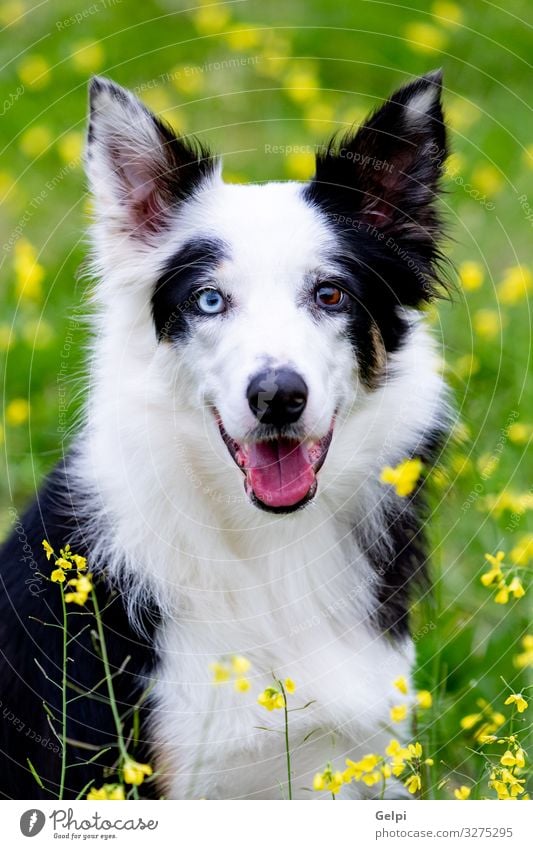 Beautiful Black And White Border Collie Dog A Royalty Free Stock