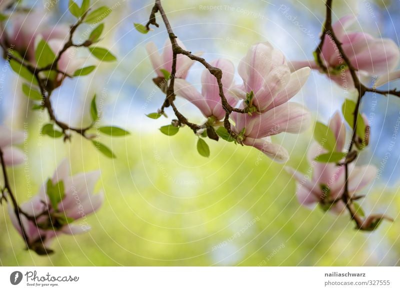magnolia Nature Plant Spring Summer Beautiful weather Tree Flower Leaf Blossom Magnolia plants Branch Garden Park Blossoming Fragrance Growth Happiness Fresh